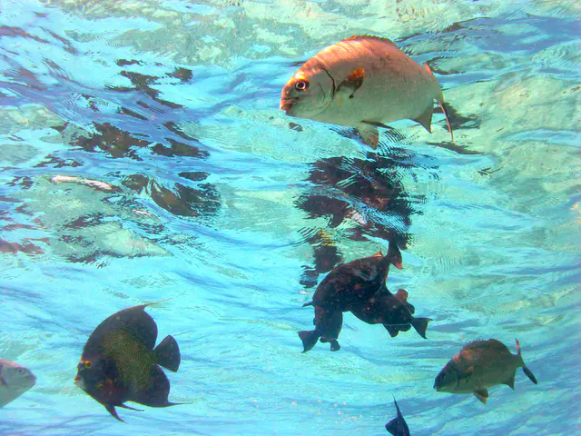 Underwater photograph by Joel Bergsma