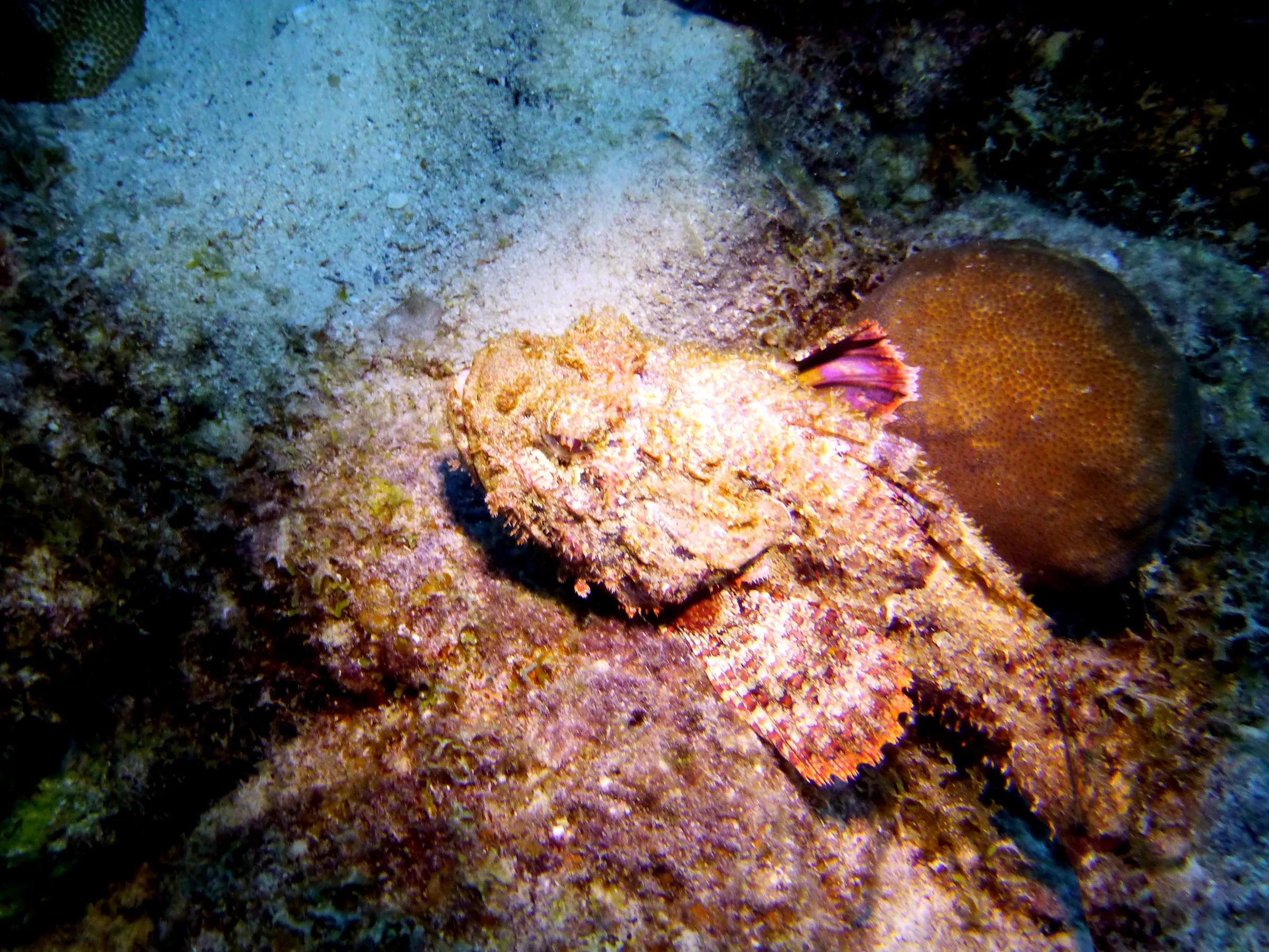 Scorpionfish, Bonaire, 2013