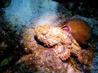 Underwater photograph by Joel Bergsma