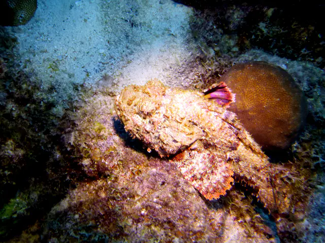 Underwater photograph by Joel Bergsma