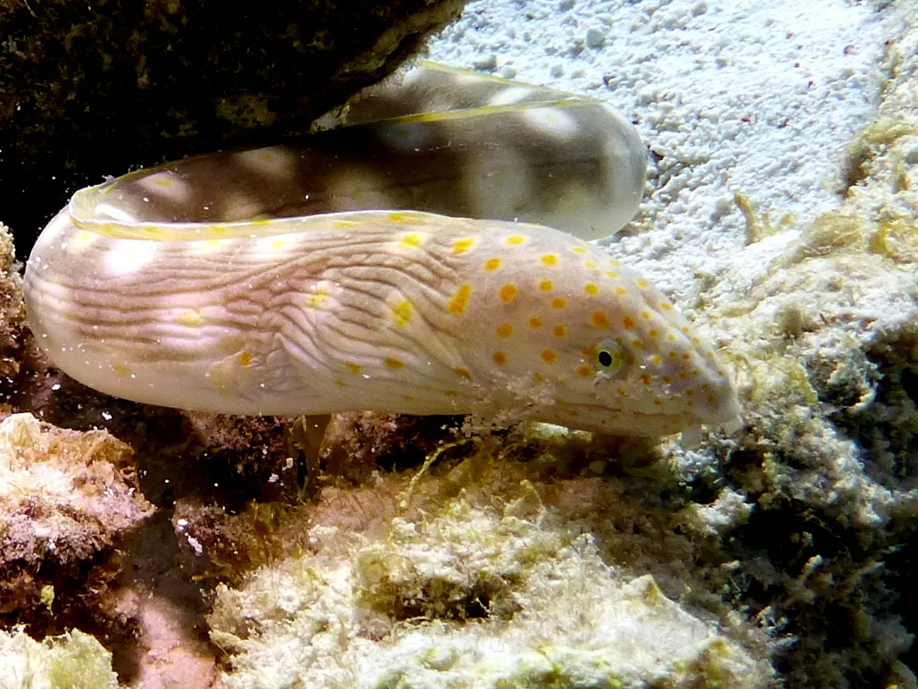 Sharptail Eel, Bonaire, 2013