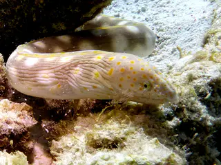 Underwater photograph by Joel Bergsma