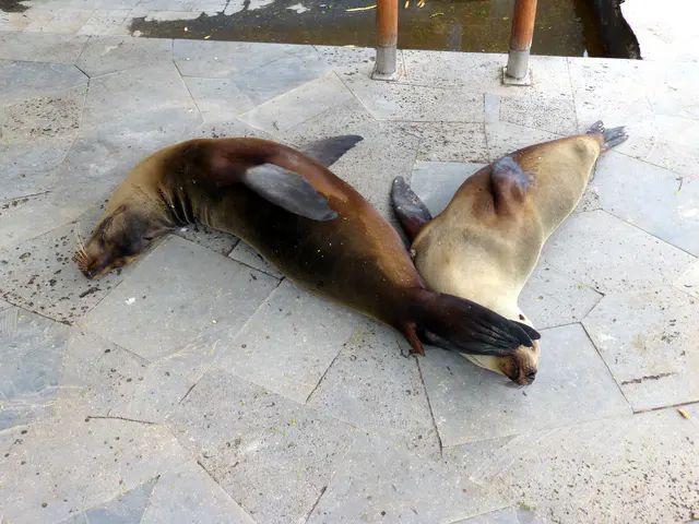 A Sea Lions sleeps with its fin on the face of its partner.  Puerto Baquerizo Moreno, San Cristobal Island.
