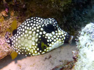 Underwater photograph by Joel Bergsma