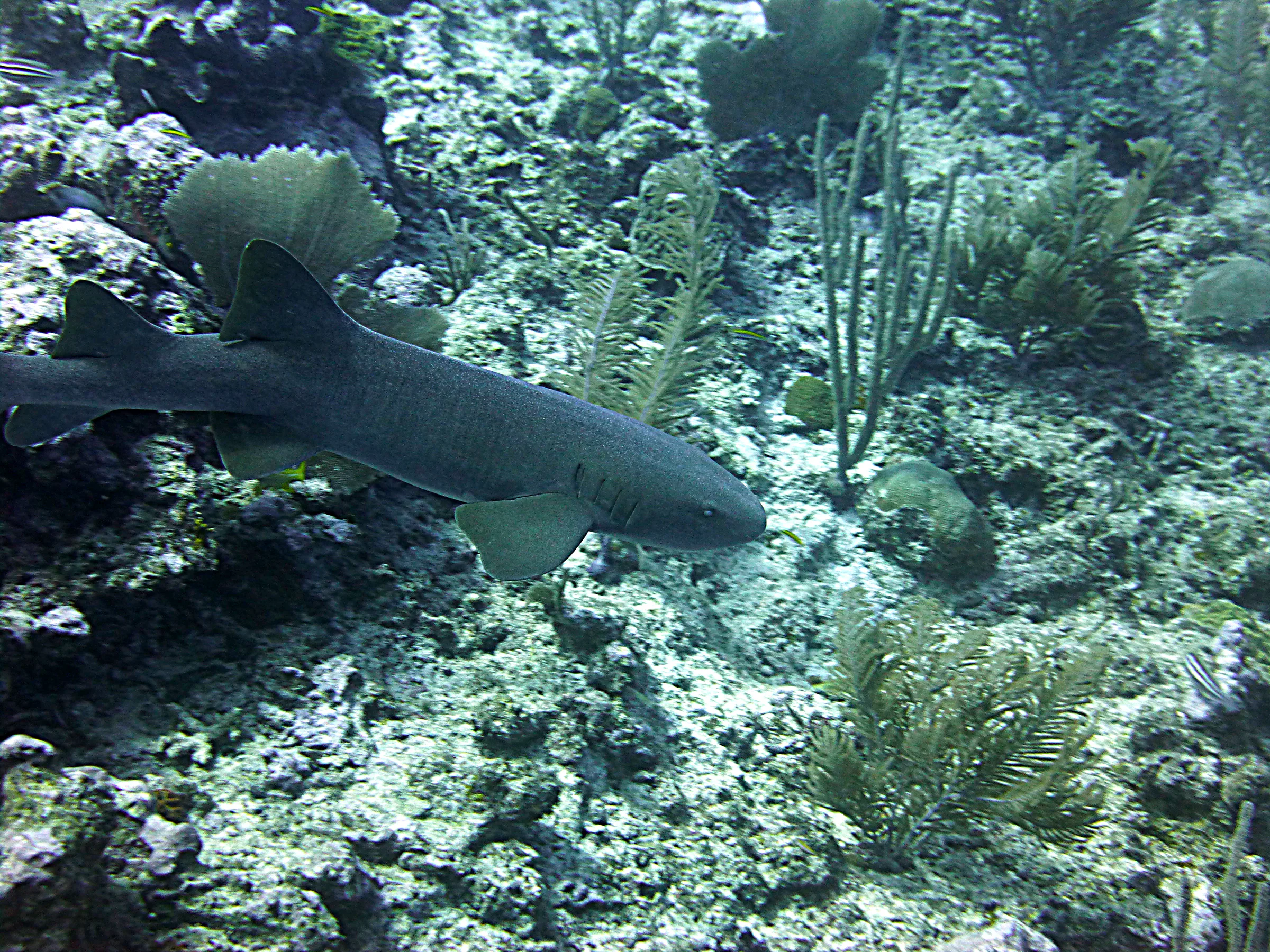 Nurse Shark, Belize, 2017