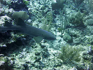 Underwater photograph by Joel Bergsma