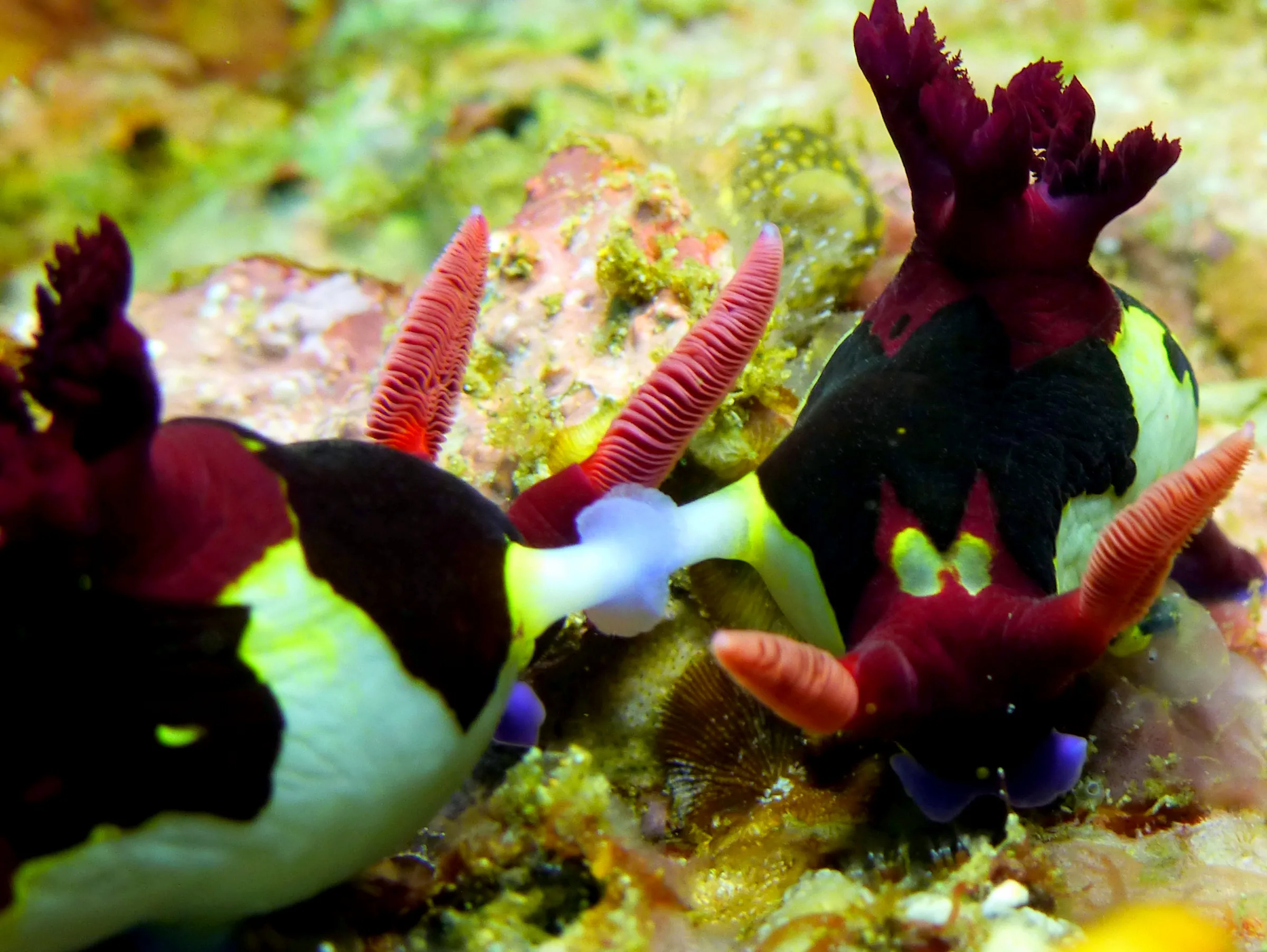 Nudibranch, Philippines, 2014