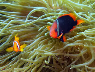 Underwater photograph by Joel Bergsma