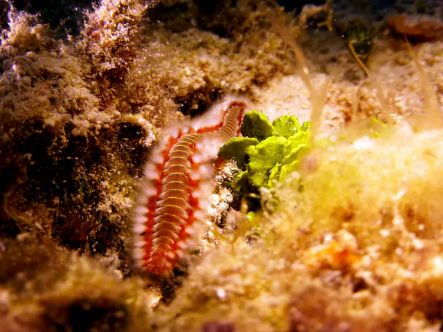 Underwater photograph by Joel Bergsma