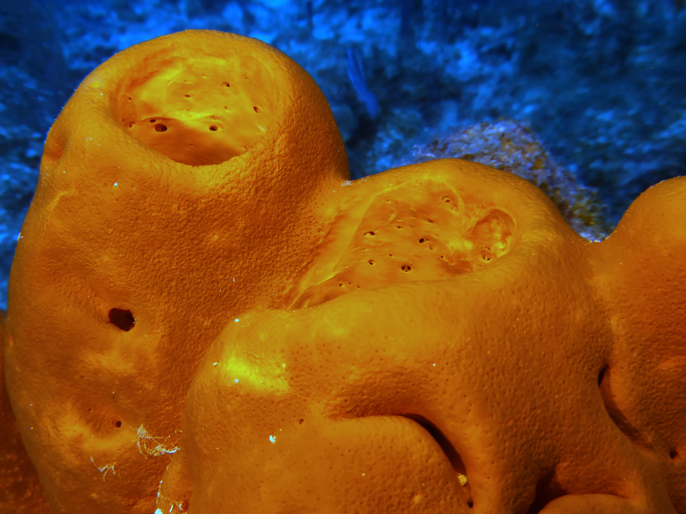 Belize underwater photograph, 2017