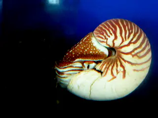 Palau Aquarium.  Chambered Nautilus on display at Palau's international coral reef center.  Paul Humann, et al, Reef Creature Identification (2010), page 405.
