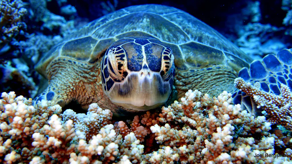 Underwater photograph by Joel Bergsma