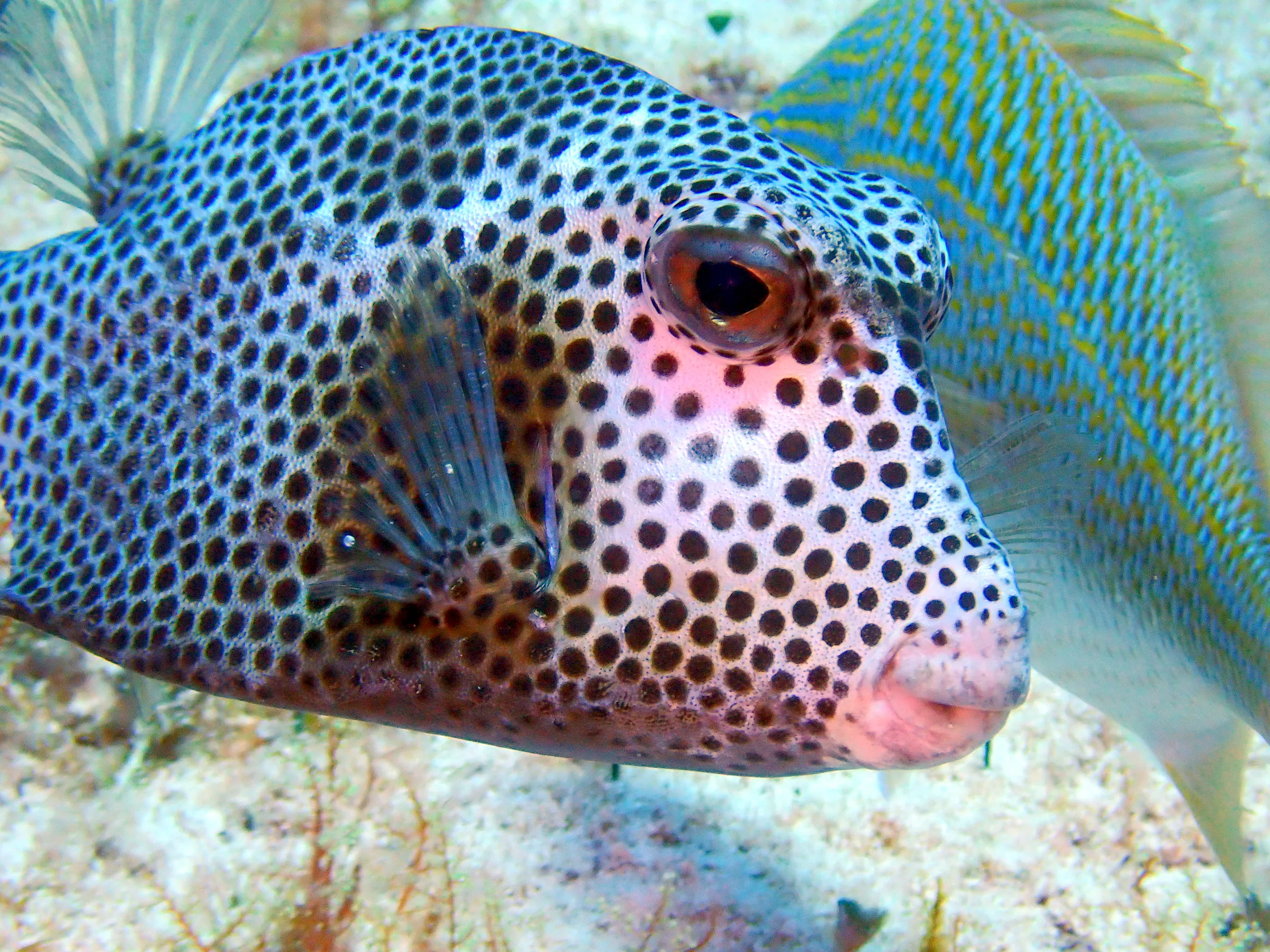 Cozumel underwater photograph, 2023