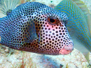 Underwater photograph by Joel Bergsma