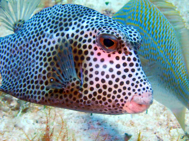 Underwater photograph by Joel Bergsma