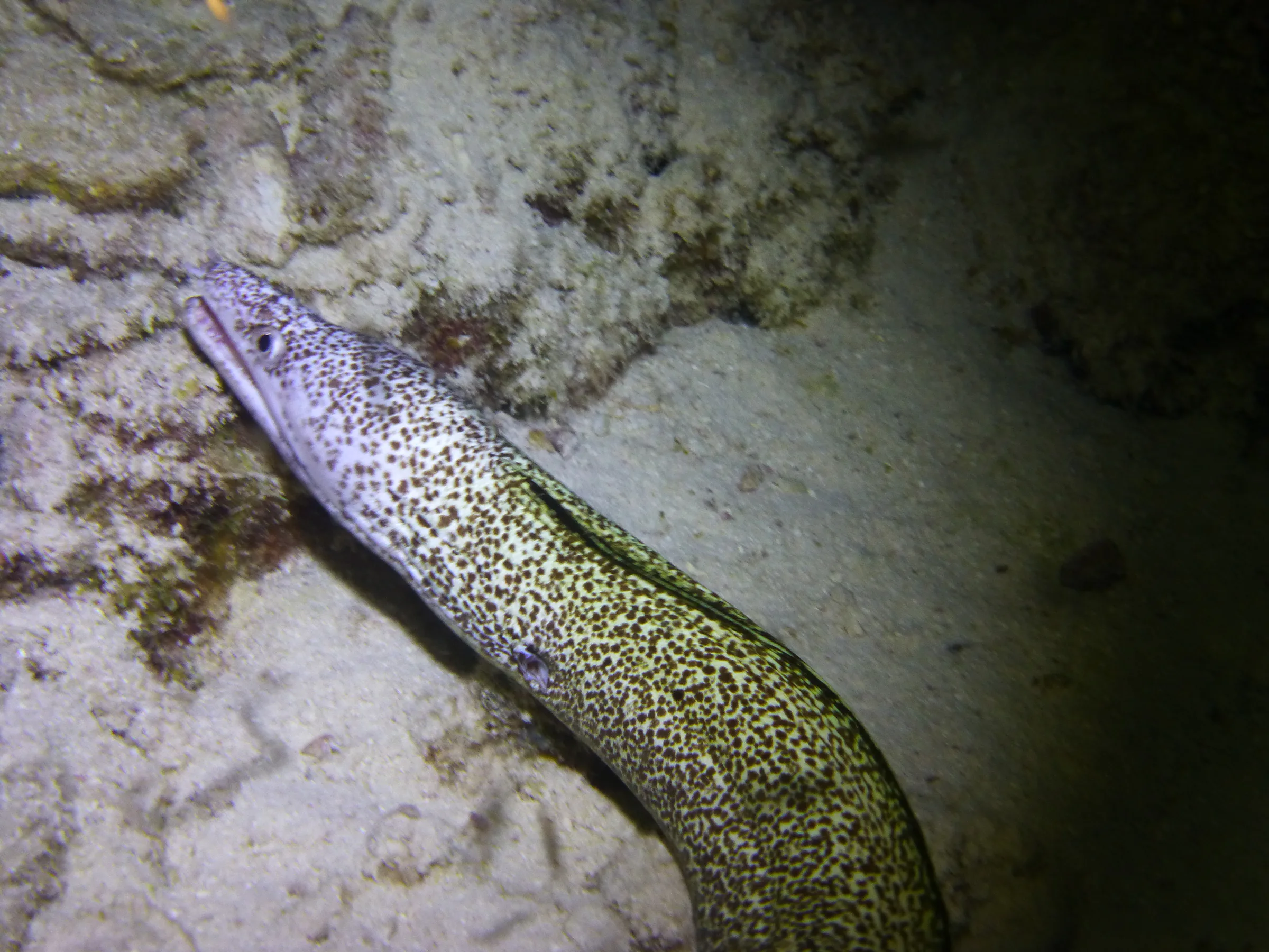 Bonaire underwater photograph, 2013