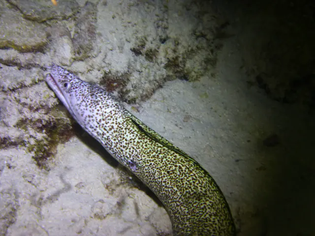 Underwater photograph by Joel Bergsma