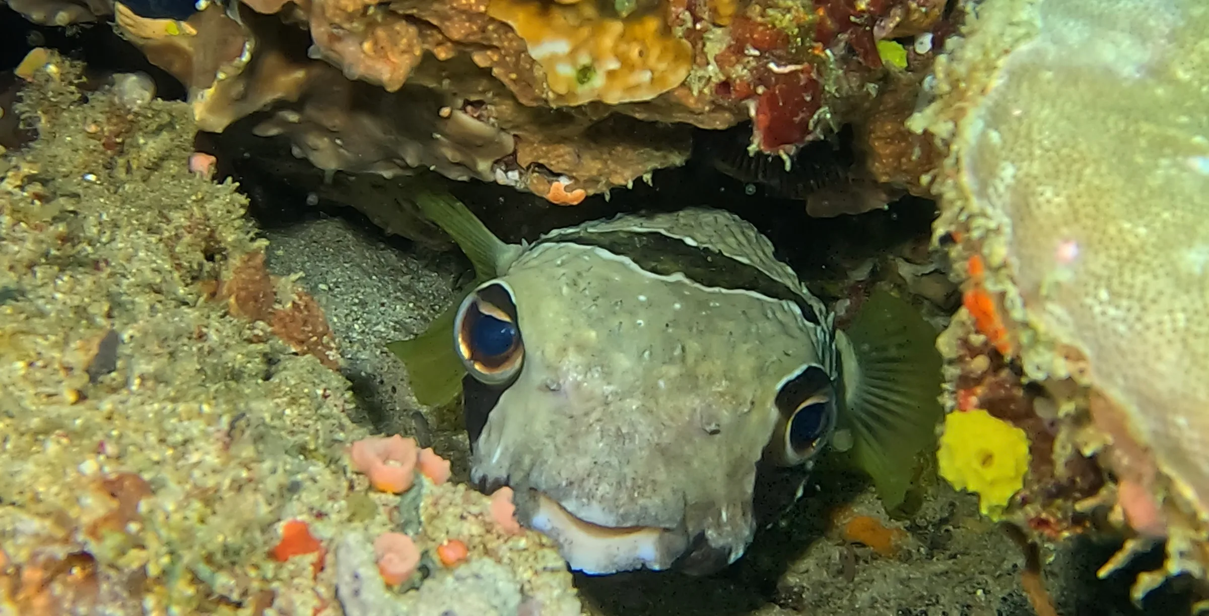 Philippines underwater photograph, 2026