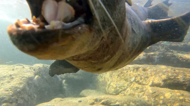 Underwater photograph by Joel Bergsma