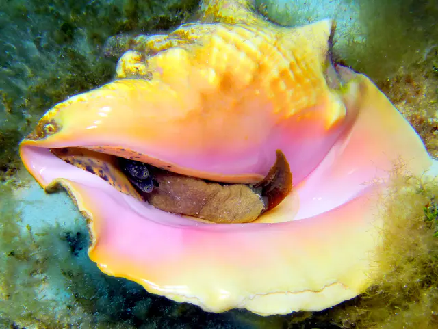 Underwater photograph by Joel Bergsma