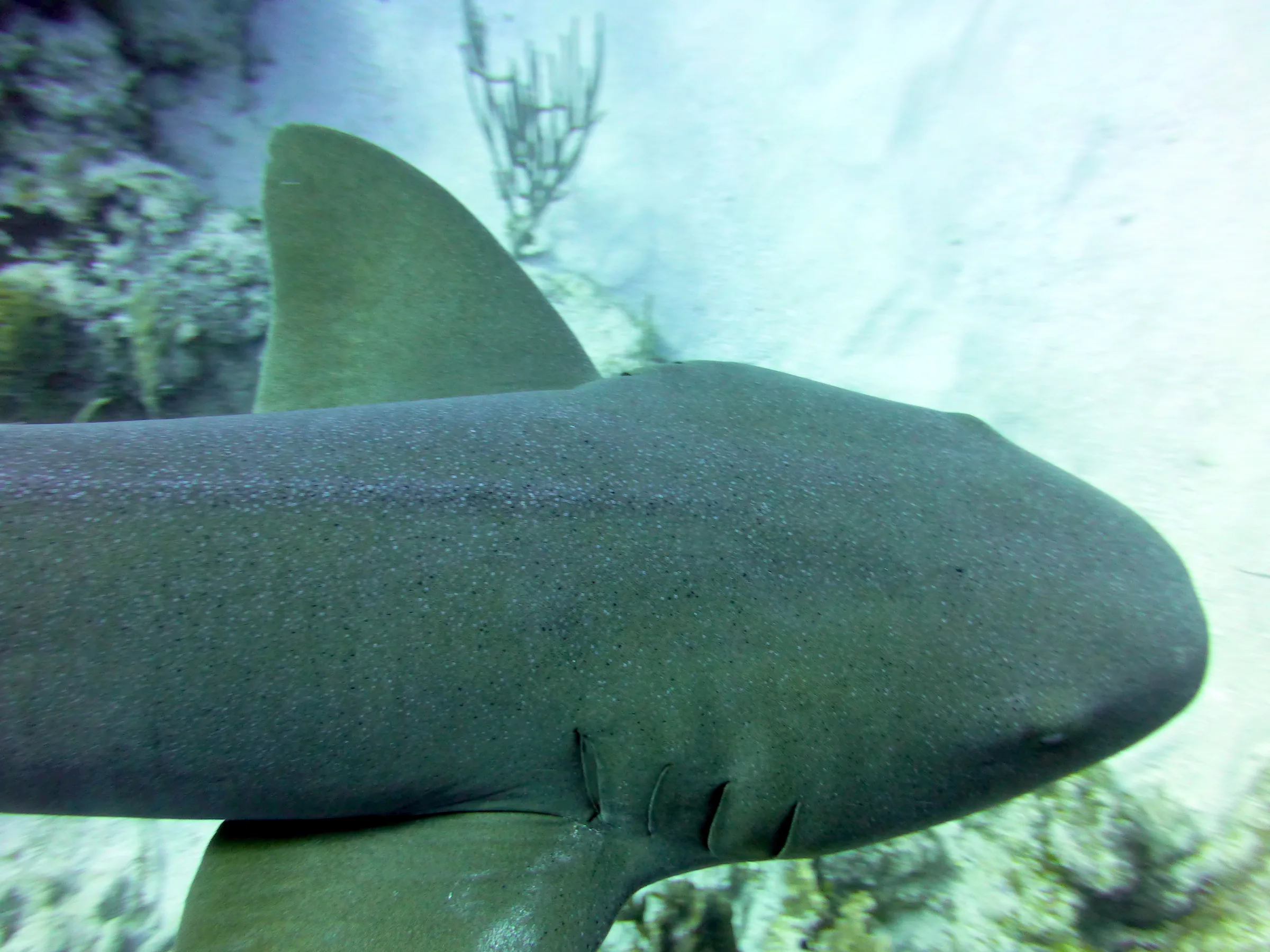 Nurse Shark, Belize, 2017