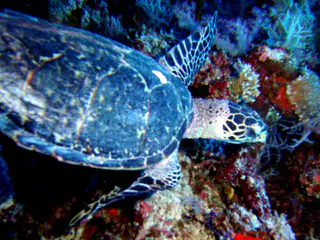 Green Sea Turtle