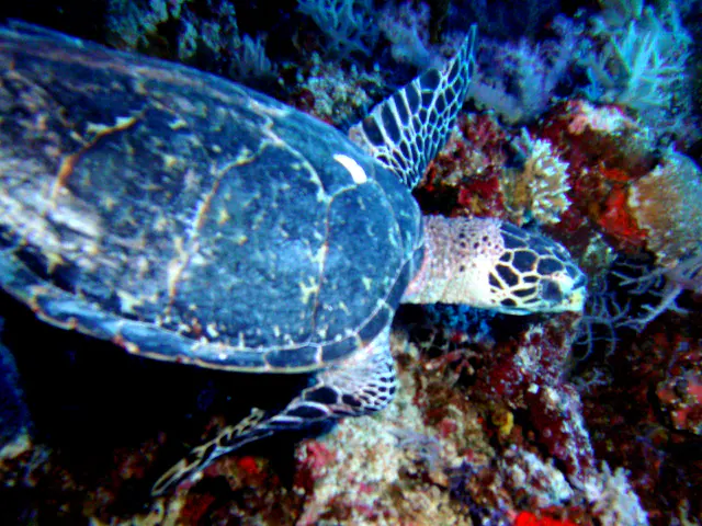 Green Sea Turtle