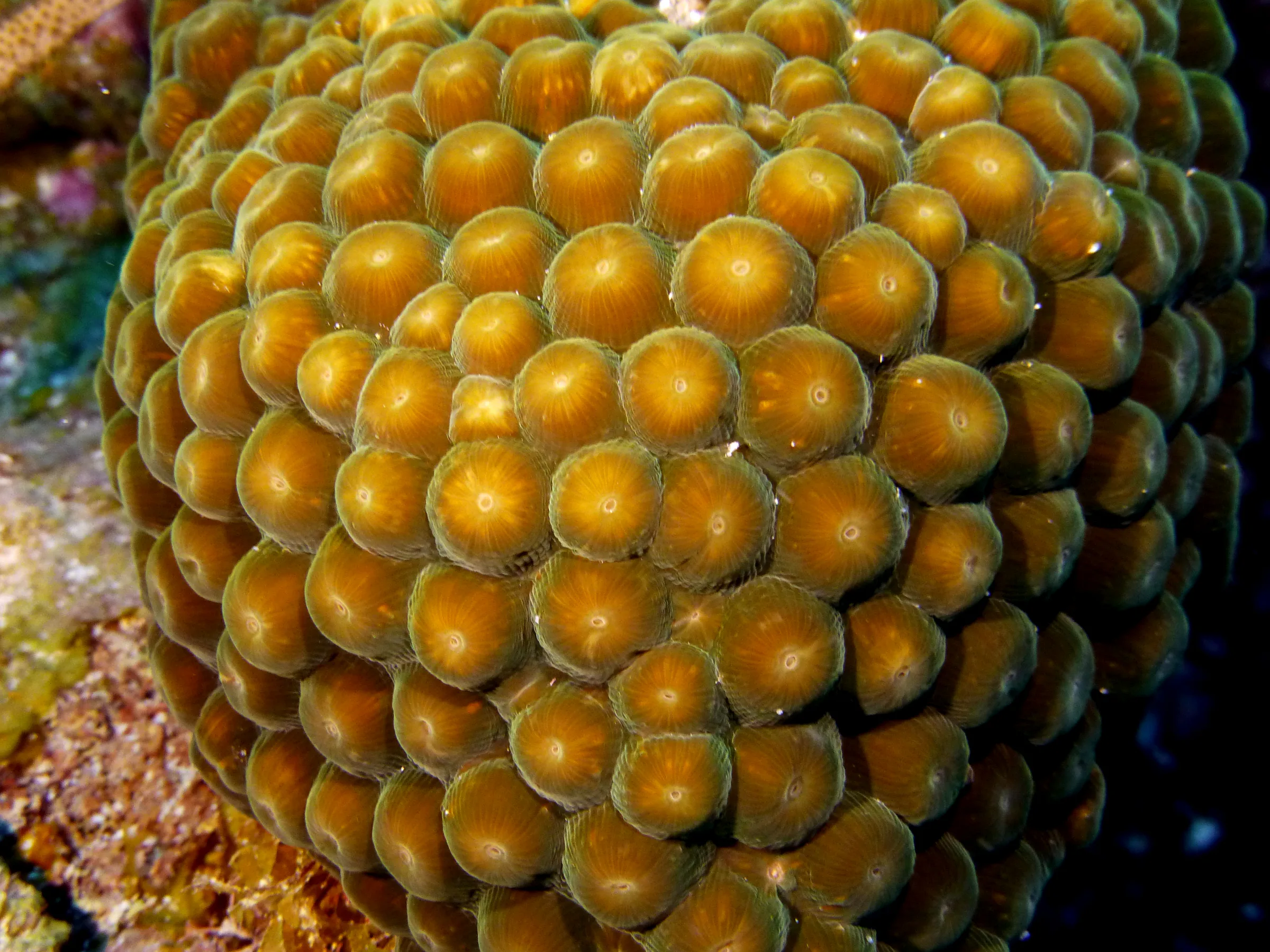 Belize underwater photograph, 2017