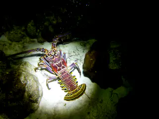 Underwater photograph by Joel Bergsma