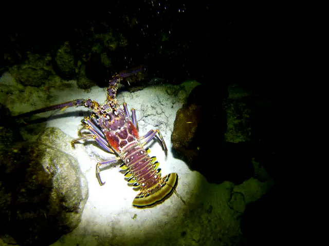 Underwater photograph by Joel Bergsma