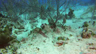 Smooth Trunkfish