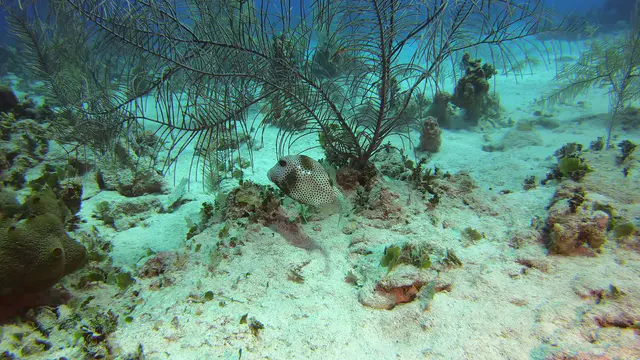 Smooth Trunkfish