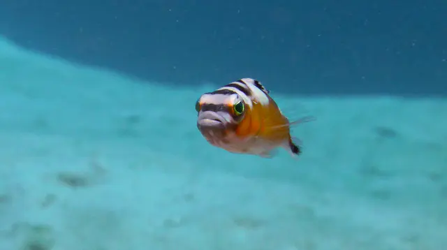 Underwater photograph by Joel Bergsma