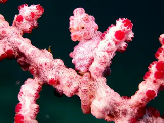 Underwater photograph by Joel Bergsma