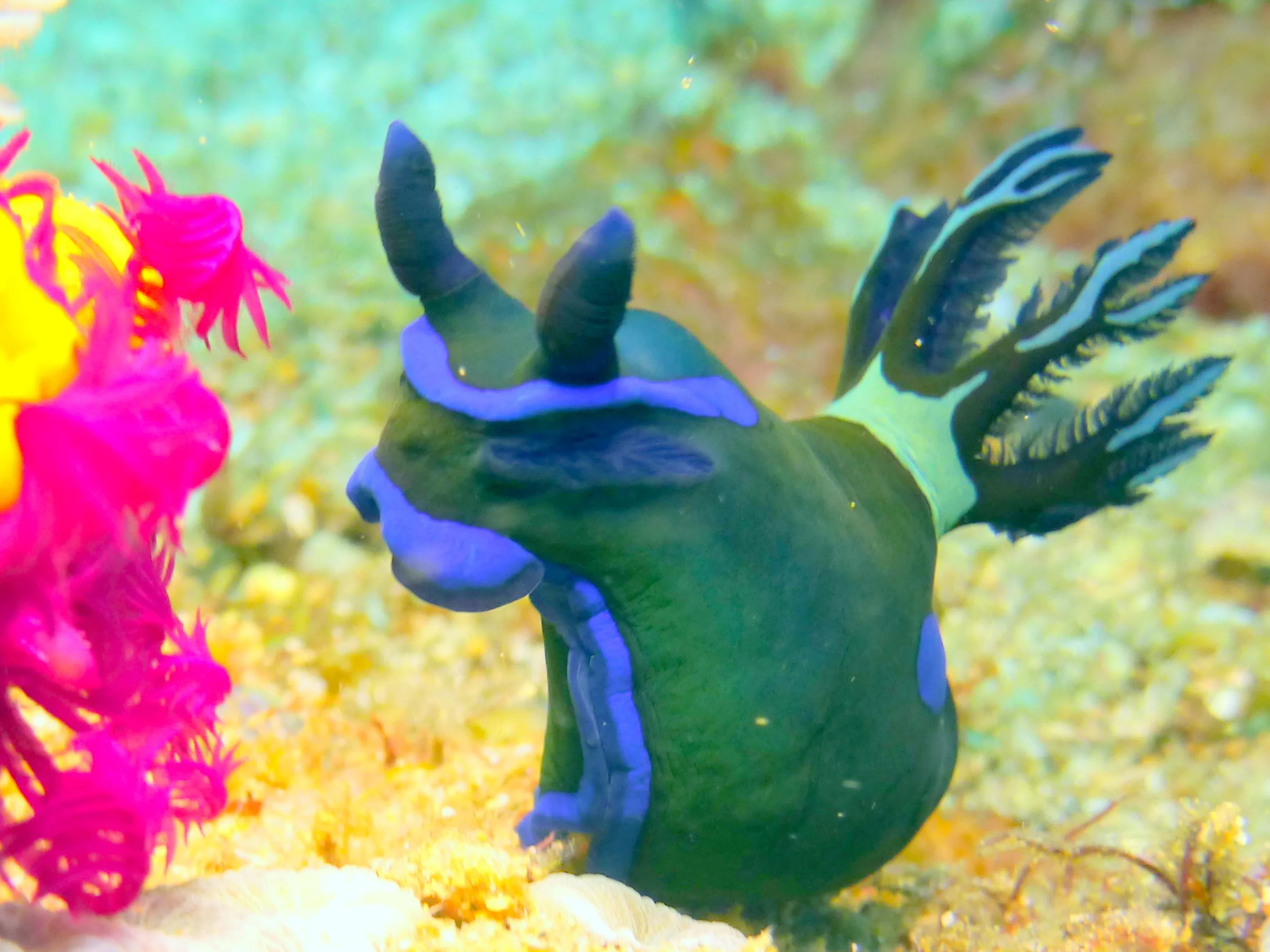 Nudibranch, Philippines, 2014