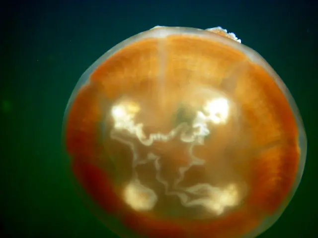 A beautiful Golden Jellyfish whose dome is reacting to the sunlight it is chasing in the  Jellyfish Lake, Palau, 2011.   See Paul Humann, et al, Reeff Creature Identification (2010), page 17.