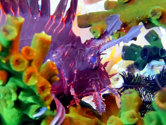 Underwater photograph by Joel Bergsma