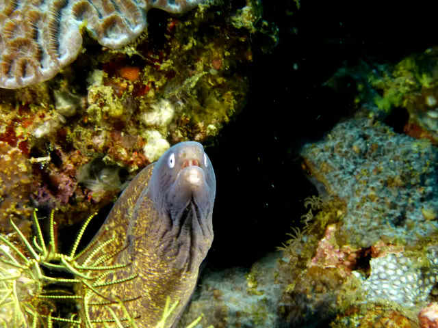 Underwater photograph by Joel Bergsma