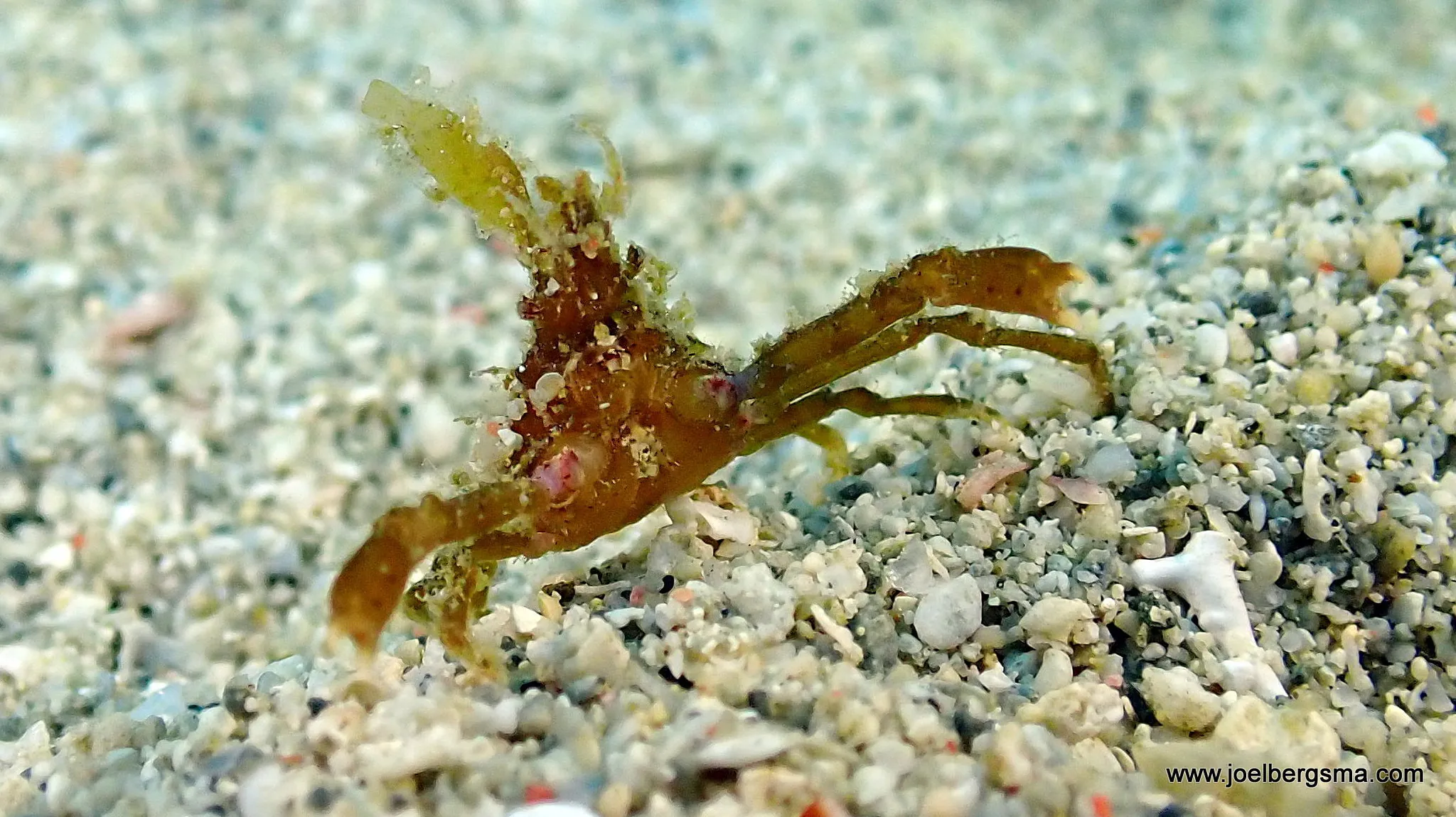 Philippines underwater photograph, 2022