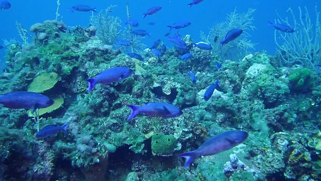 Creole Wrasse