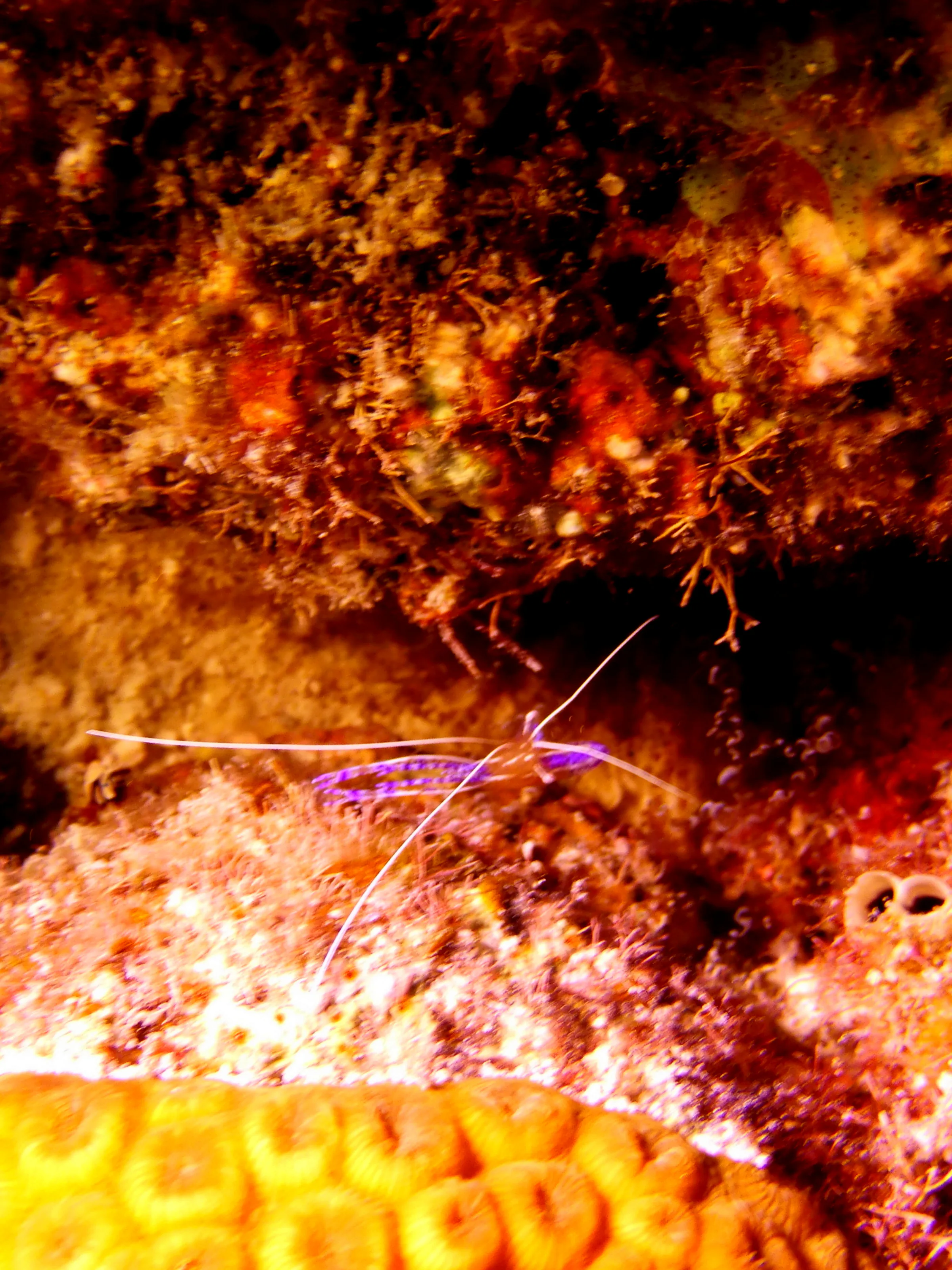 Pederson's Cleaning Shrimp, Bonaire, 2013