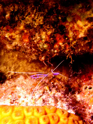 Underwater photograph by Joel Bergsma