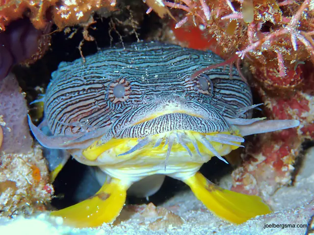 Underwater photograph by Joel Bergsma
