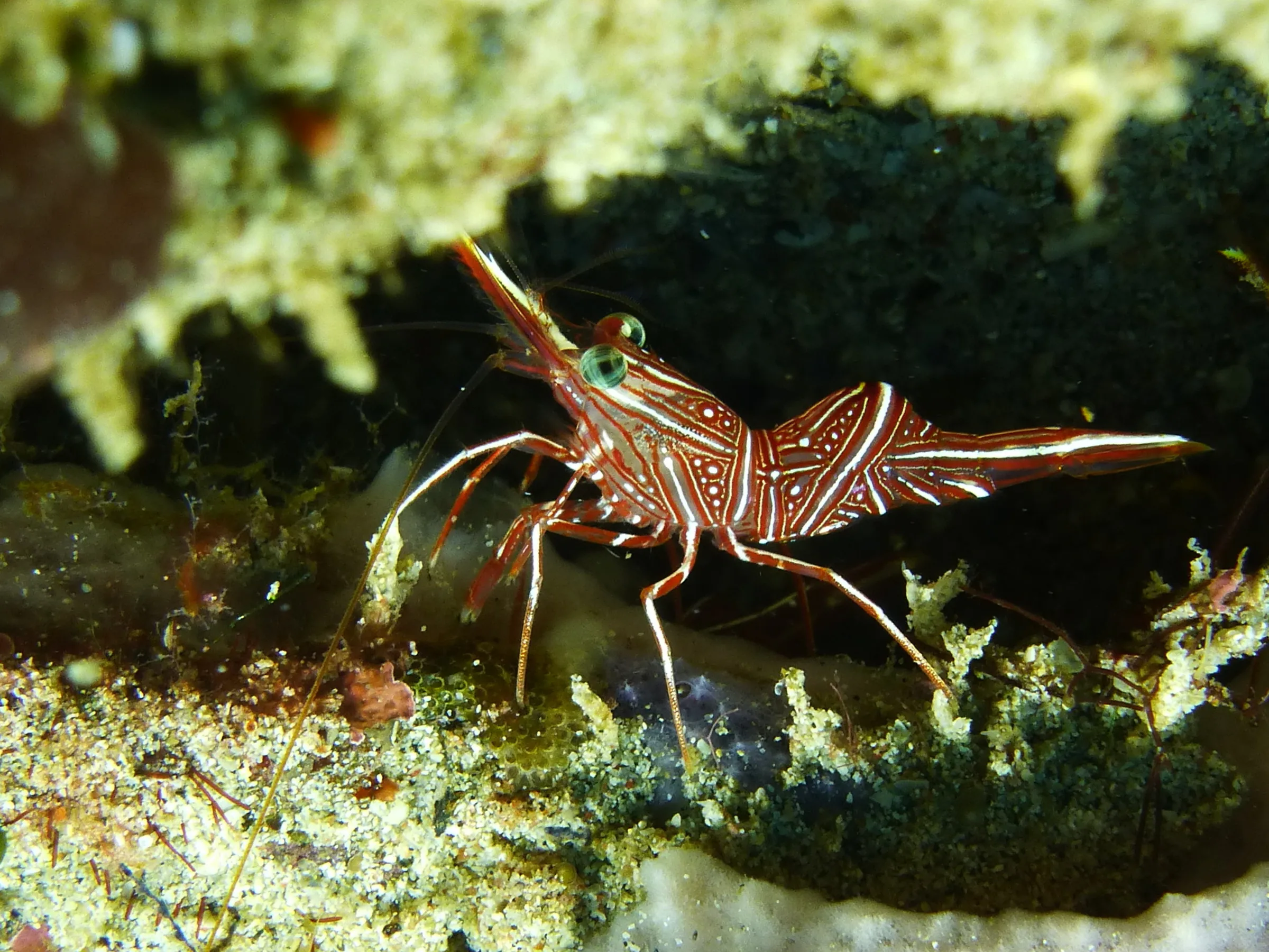 Shrimp, Philippines, 2014