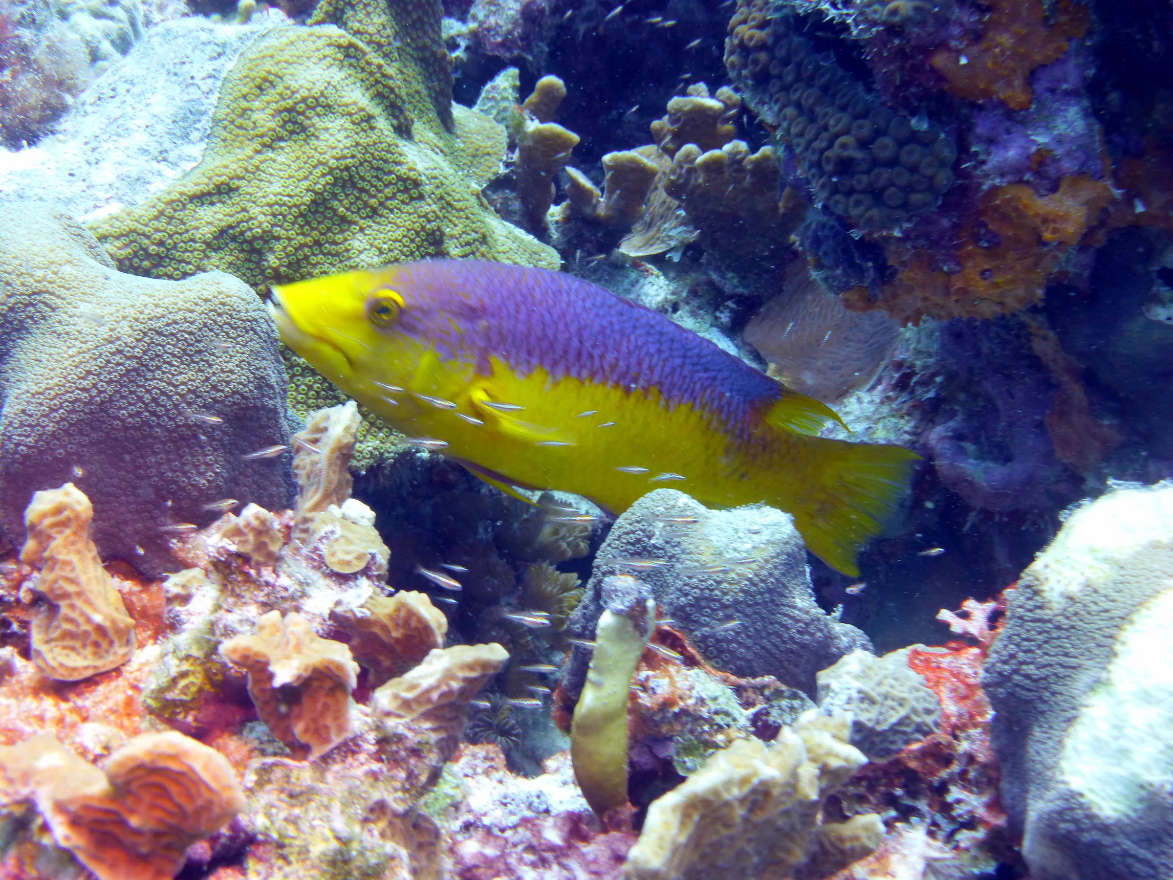 Spanish Hogfish, Bonaire, 2013