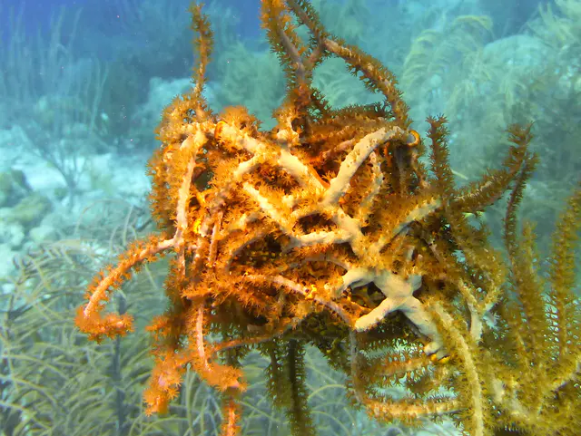 Underwater photograph by Joel Bergsma