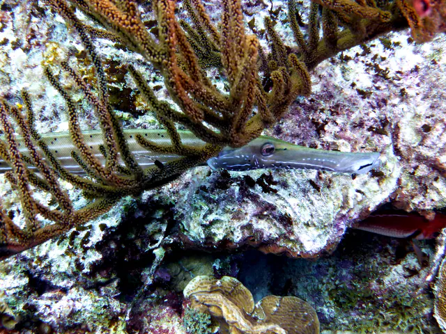 Underwater photograph by Joel Bergsma