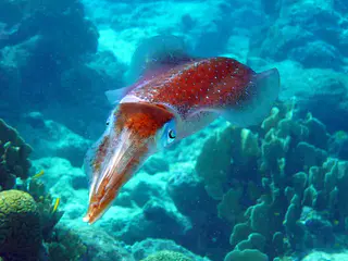 Underwater photograph by Joel Bergsma