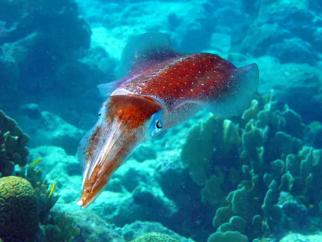 Underwater photograph by Joel Bergsma