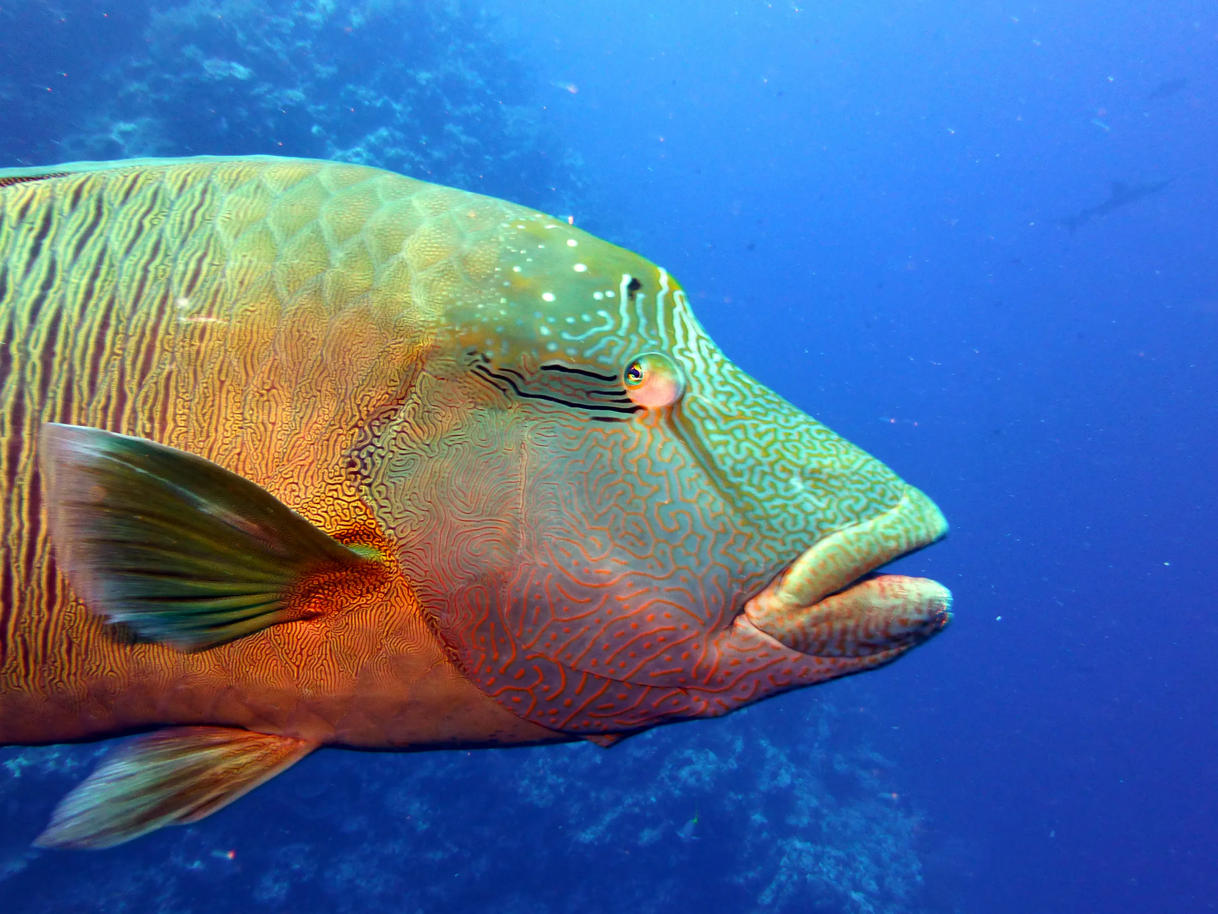 Napoleon Wrasse aka Humphead Wrasse. See Gerald Allen, et al, Reef Fish Identification - Tropical Pacific (2003) at page 193.